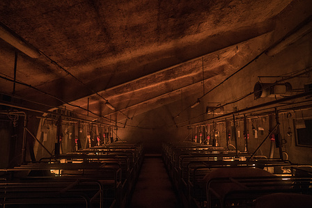 A room for sows and their piglets. Sows live their whole lives without access to open space.