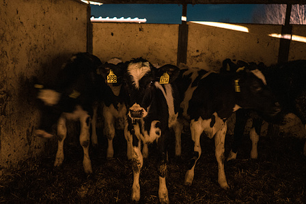 A group of calves in a cage. During the first weeks of life, a calf lives far from its mother and in single box, then is temporarily moved to a box with other calves of the same age. If they are male, they will be slaughtered at six months of age