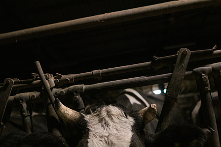 A Friesian cow with a broken horn.. Cows are normally without horns in order to be handled without injuries in intensive livestock facilities. They do not fit well in the milking robot machine, that&amp;amp;amp;amp;amp;#x27;s why industrial farmers normally cut off the horns.
