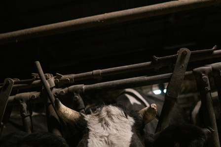 A Friesian cow with a broken horn.. Cows are normally without horns in order to be handled without injuries in intensive livestock facilities. They do not fit well in the milking robot machine, that's why industrial farmers normally cut off the horns.