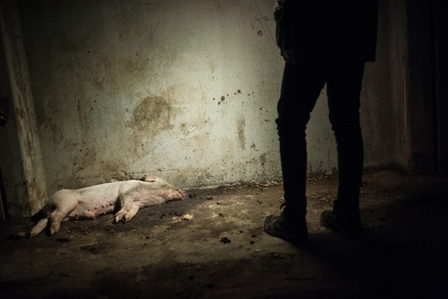 The body of a dead piglet is laying abandoned on the floor inside an industrial pig farm in northern Italy. Keeping dead animals inside the plant without being legally stocked is absolutely forbidden by EU health regulations, and risky for public health.