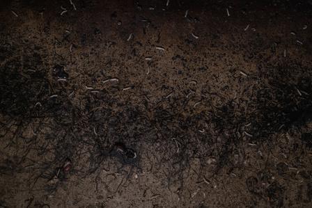 Worms on the floor of a swine meat plant. The sanitary conditions in these large-scale plants are often extreme. The piglets reared for meat are often mutilated, without anesthetic; these worms came out because a massive mutilation took place. 
