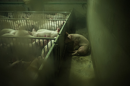 A pig with paws broken is left to die just outside the stockyard, without food or water.
