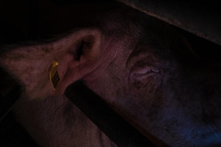 A stressed and tired swine is seen inside an intensive factory farm for "Prosciutto di Parma" production.

