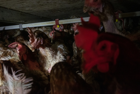 Most layer egg-hens live their lives in wire battery cages. These cages give the animals very little room and force them to reside next to and even on top of one another.  There are 38.9 million laying hens bred in Italy every year. 
