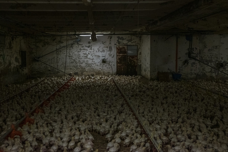 A broiler-chickens shed in northern Italy. Chickens are raised in warehouses that can hold up to 30,000 animals, 20 chickens per square meter, with no outdoor access. The broiler chicken reaches slaughter weight in 6 weeks.