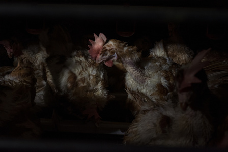 Laying hens are seen trapped in a cage with six to eight hens, each given less than a square foot of space to roost and sleep in. The cages rise five floors and run thousands long in a warehouse without windows or skylights. 