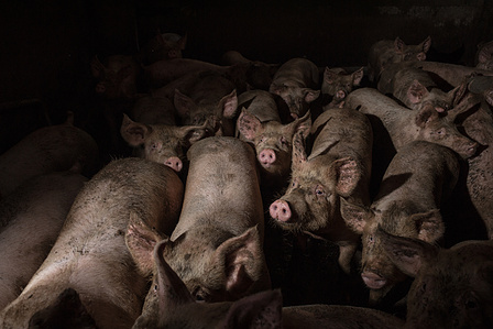 After weaning, the swines stay in the same crowded cage for 4 to 6 months, then they’re divided in two groups: fattening or reproduction. Pigs raised in intensive farms can reach 150&amp;amp;amp;amp;amp;#x2F;160 Kg; in one year of intensive farming, a pig grows about 500&amp;amp;amp;amp;amp;#x2F;per day.