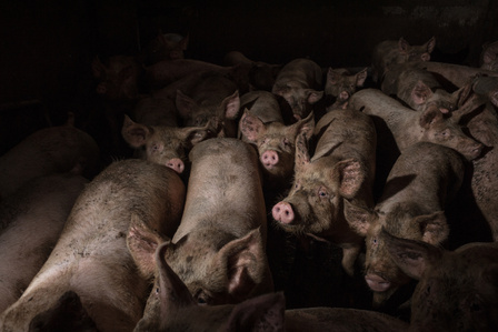 After weaning, the swines stay in the same crowded cage for 4 to 6 months, then they’re divided in two groups: fattening or reproduction. Pigs raised in intensive farms can reach 150/160 Kg; in one year of intensive farming, a pig grows about 500/per day.