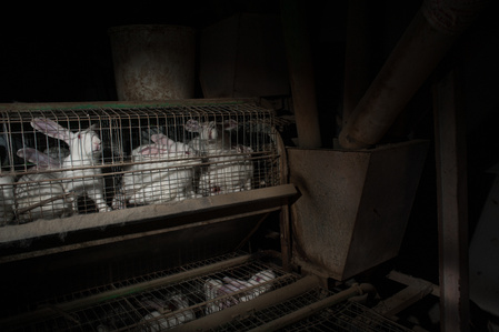 The majority of intensive farmed rabbits are reared in barren environments, with just a drinker and feeder and a wire mesh floor. This does not allow for natural behaviours. 99% of rabbits in Italy are raised in cages. 