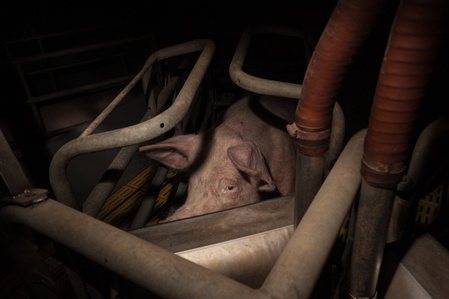A sow kept in individual crate during lactation. Crates like this restrict the sow’s movement so that she is only able to stand up and lie down; she is unable to turn around or walk more than one or two steps. This metal platform is similar to a stall for