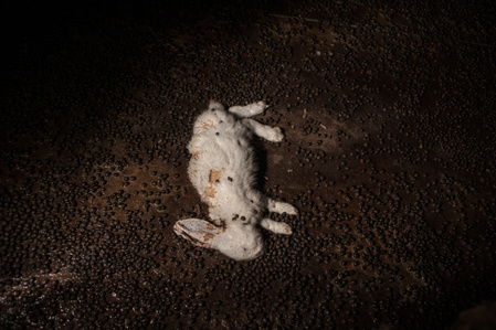 The body of a dead rabbit lying on the floor of an intensive farm filled with feces.