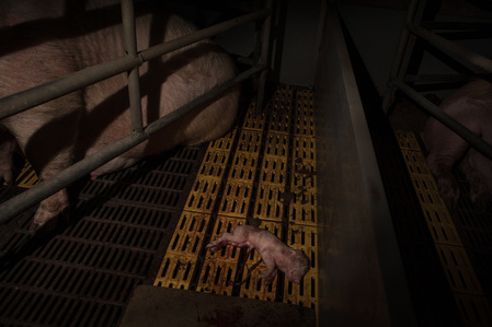 A dead piglet lying in pen. Sows are often confined in narrow crates, unable to move freely, when they are pregnant and nursing their piglets. Often the mother involuntarily crushes a puppy because of the extremely narrow space.