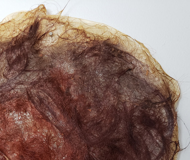 Family hair embedded in grown cellulose.