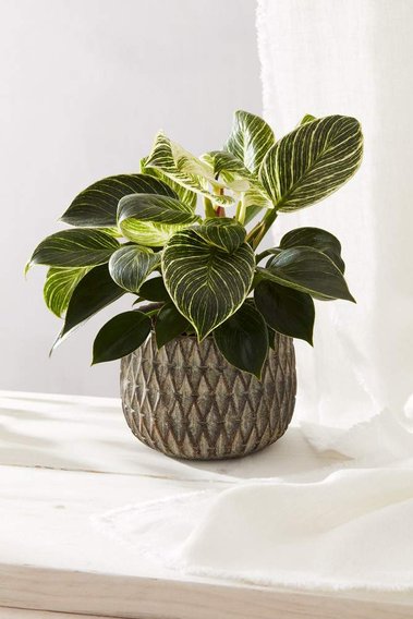Product photography of a planter on a wooden shelf with houseplant