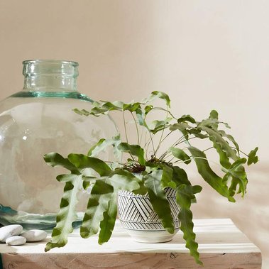 Product photography props, houseplants, linen tablecloth and glass vase.