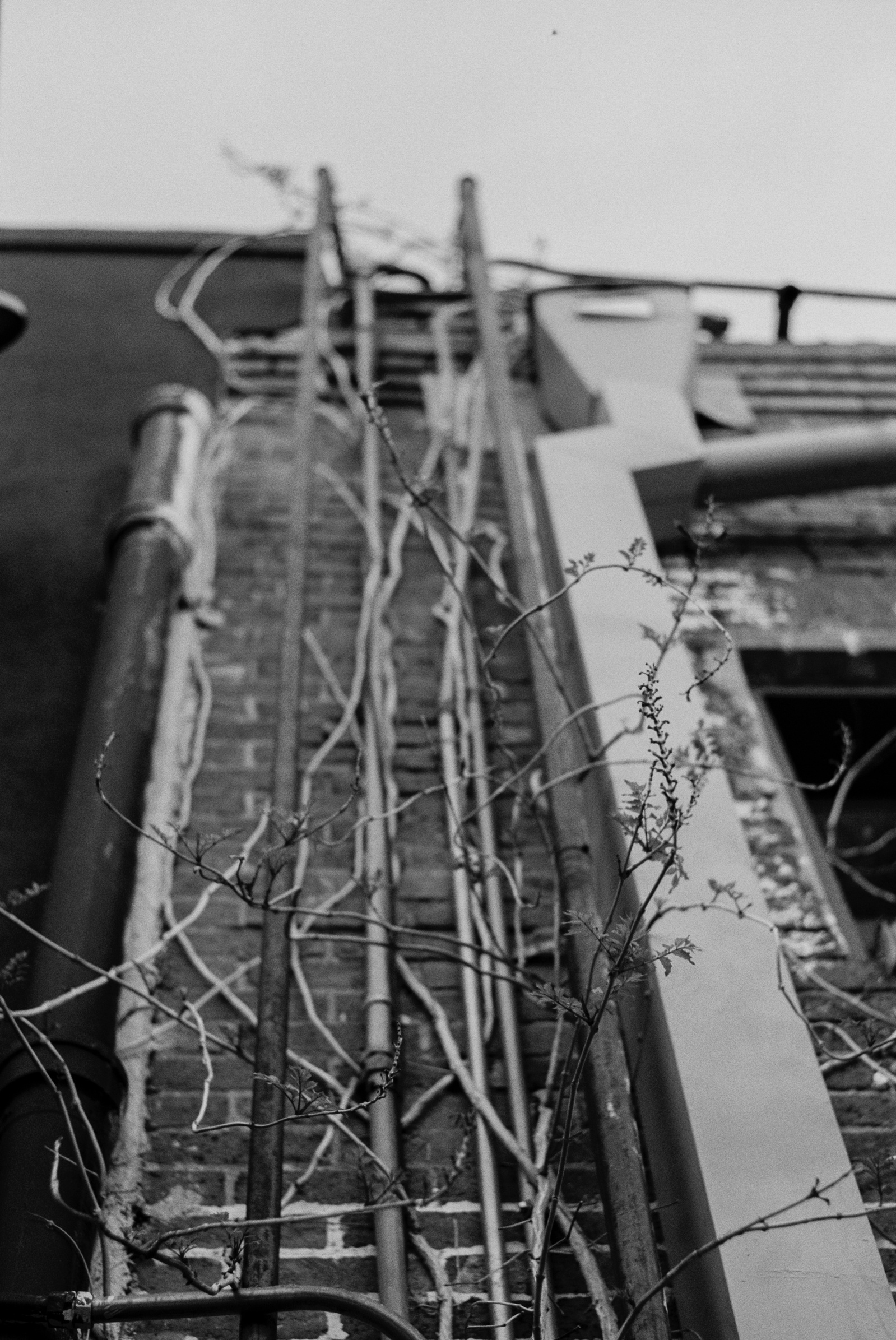 Nature finds its way up and through—thin vines trace utility lines like veins on a brick canvas. A quiet tension between organic reach and industrial permanence.