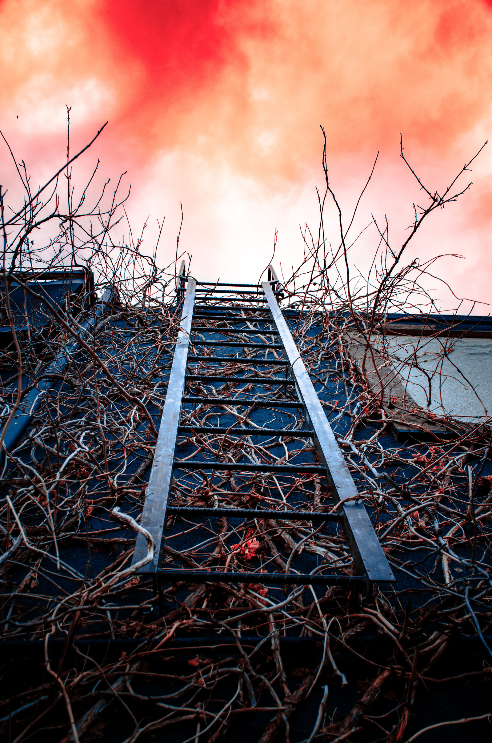 A rusted ladder swallowed by tangled vine, pointing toward a burning sky. A promise of escape—complicated, maybe unreachable.
