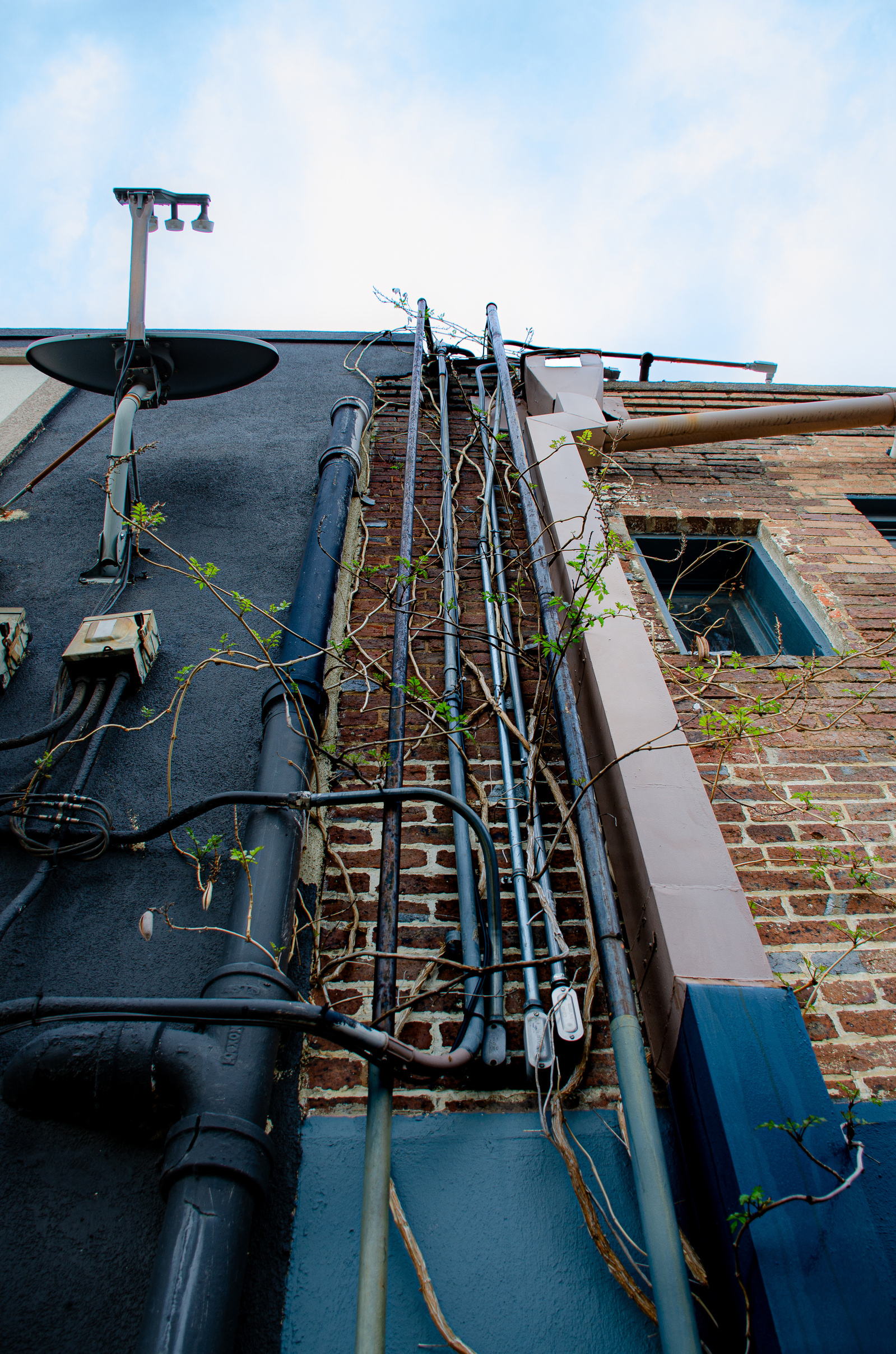 Vines stretch upward, weaving through conduit and cables. Life finds a way—even when the way is steel and wire.