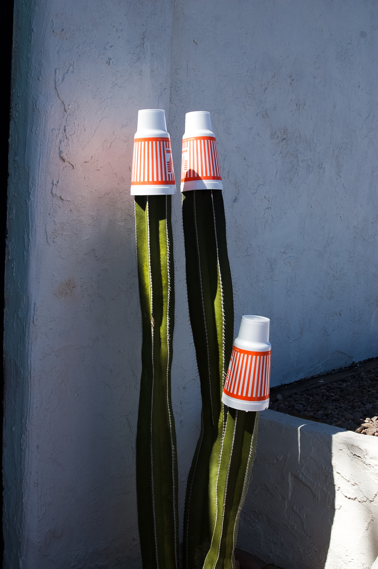 Whataburger cups as armor, guarding a cactus against the sun. Texas humor meets desert ritual in a quiet intersection of culture and absurdity.