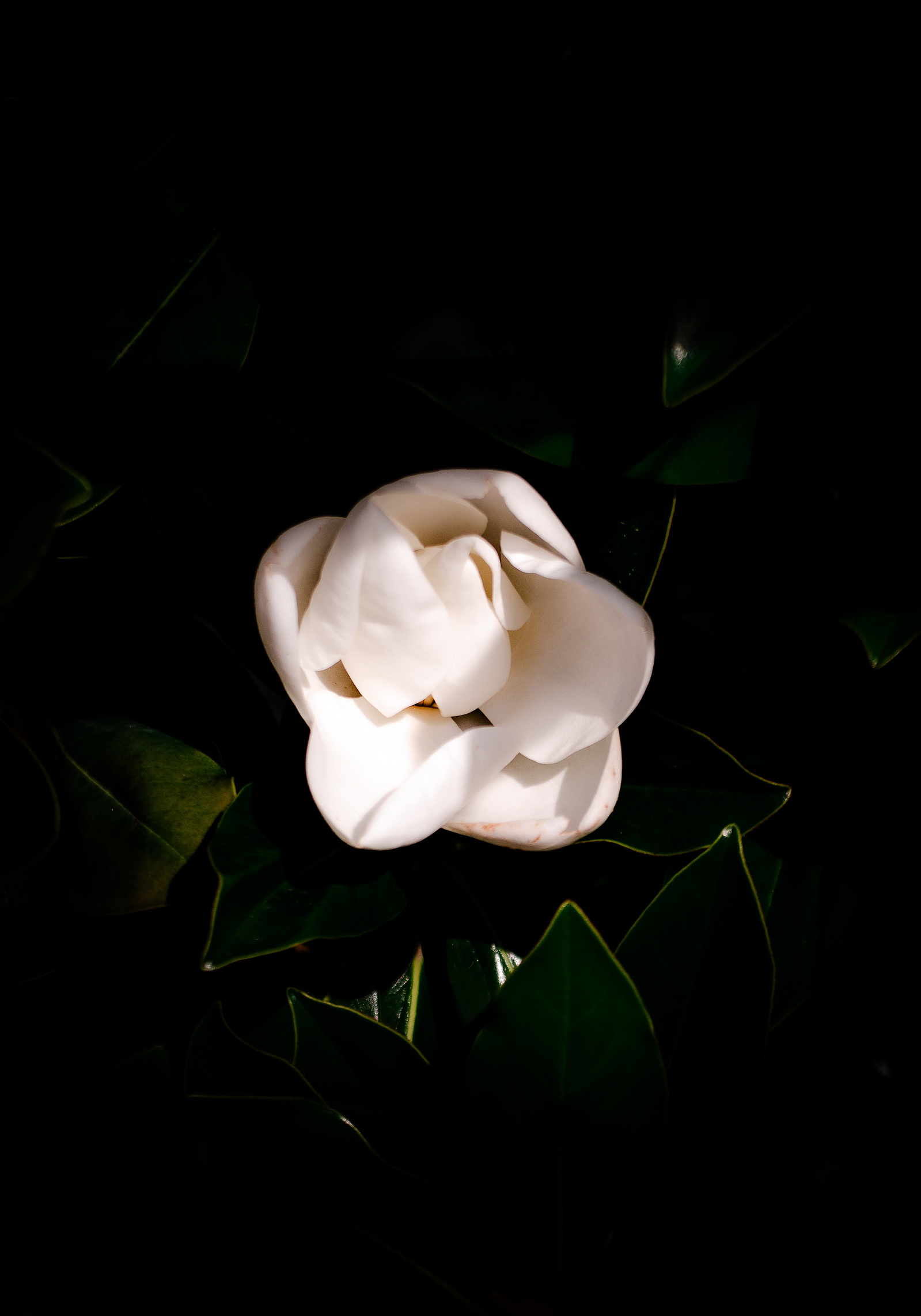 Still sealed by time and intention. The bud rests in darkness, a promise wrapped in wax and will. Waiting becomes its own kind of bloom.