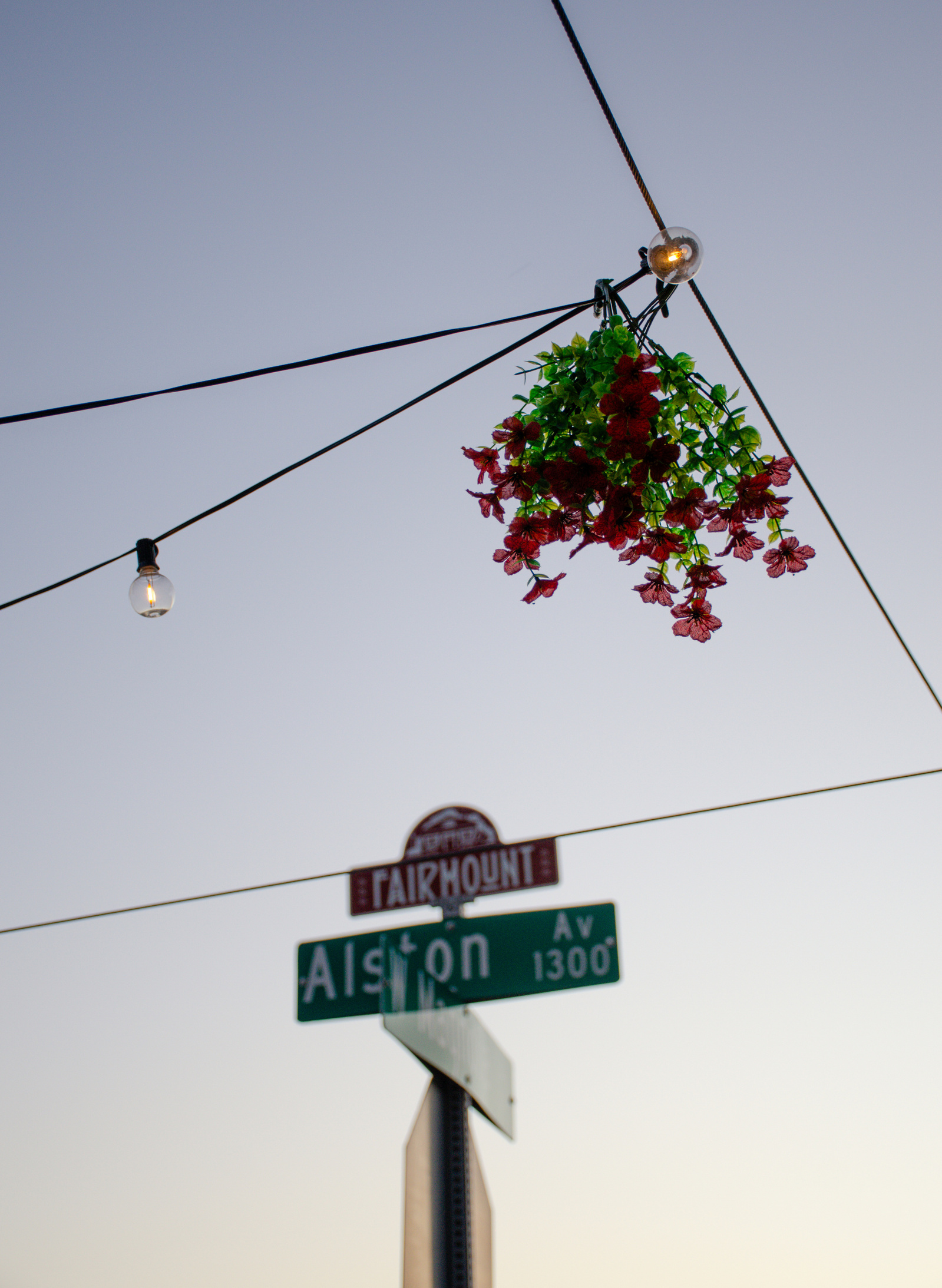 Strung above Fairmount, plastic flowers and bulbs hang weightless—unnatural nature pretending to bloom in twilight.