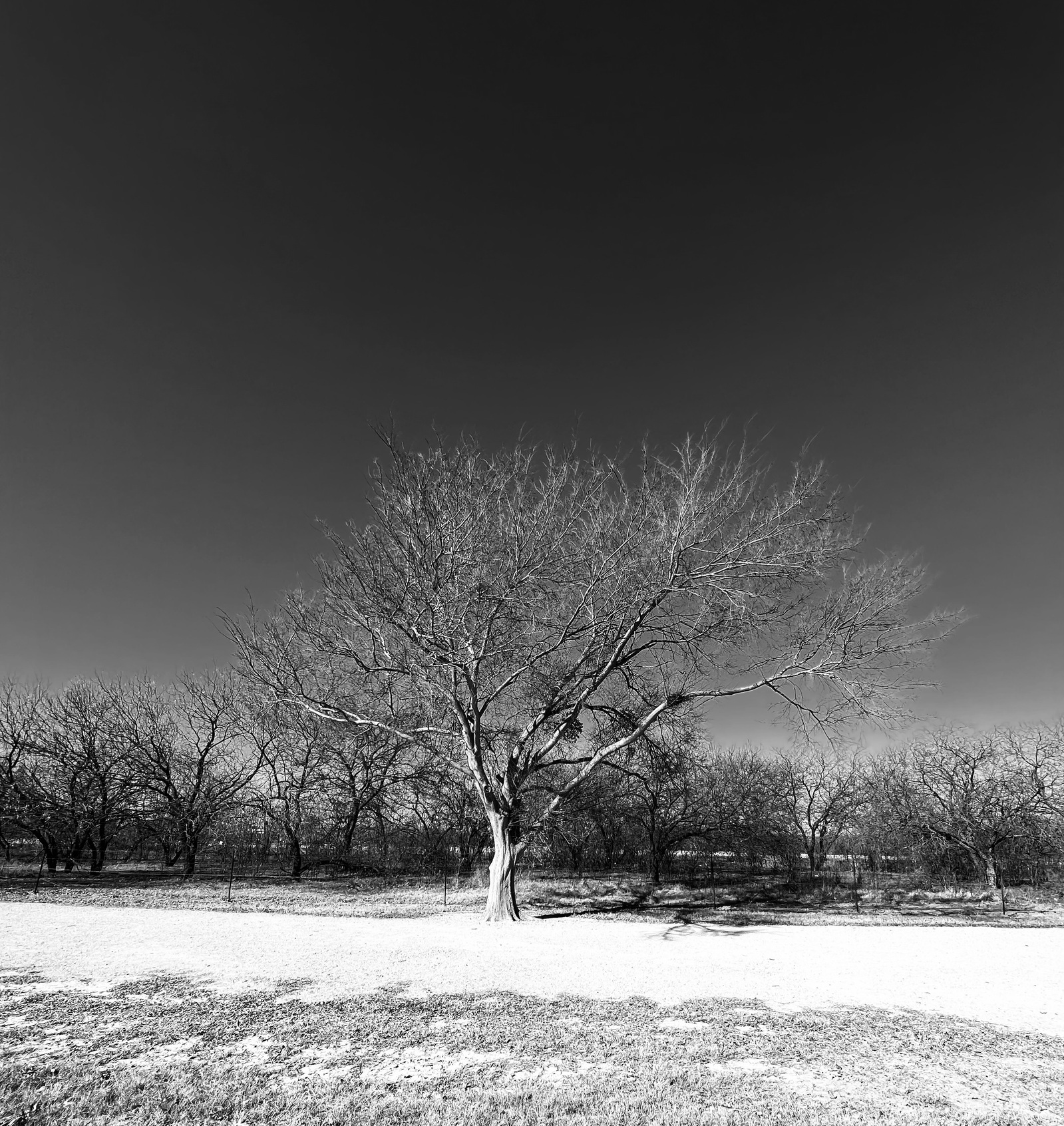 A lone tree anchors itself against the quiet sky, limbs stretched like a map of memory. There is no urgency here — only a bare kind of resilience that waits without asking to be seen.