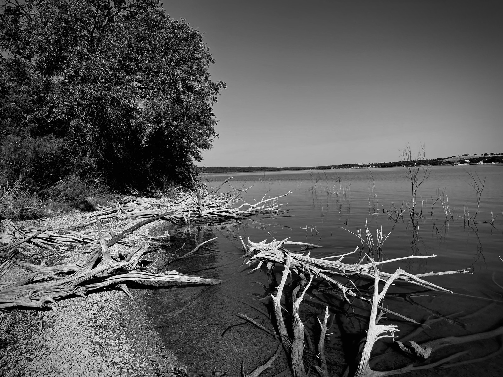Tangled remnants rest where water once surged. The shoreline is littered with the bones of trees — each one a quiet testimony to what the tide carried in, and never reclaimed.