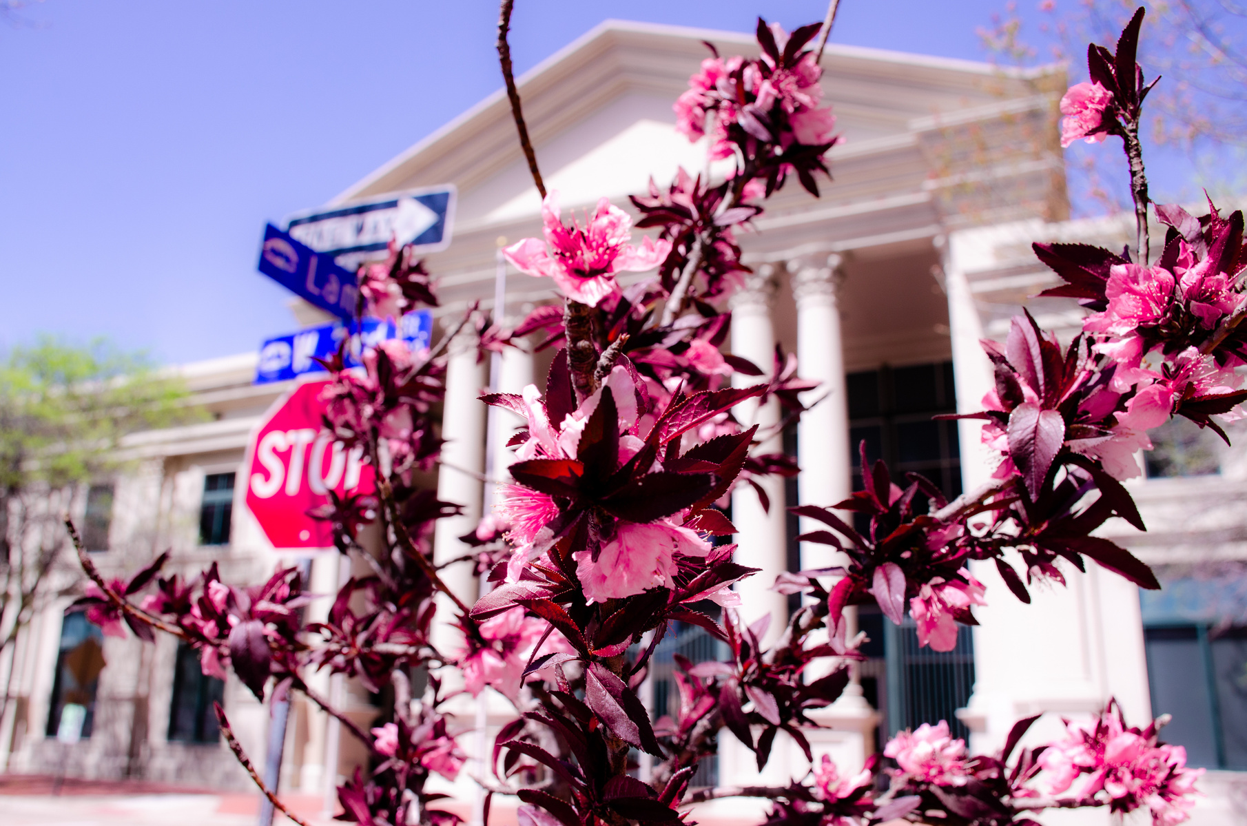 Pink blossoms blur the lines between traffic and tradition. A spring protest in front of columns and commands.
