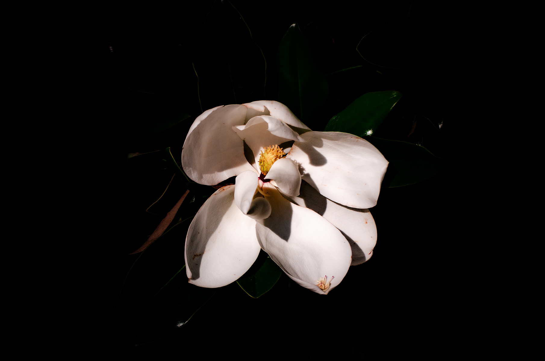 The flower opens into fullness, unapologetic and undone. Its center exposed, shadow and sunlight fall across it like memory—both tender and unrelenting.