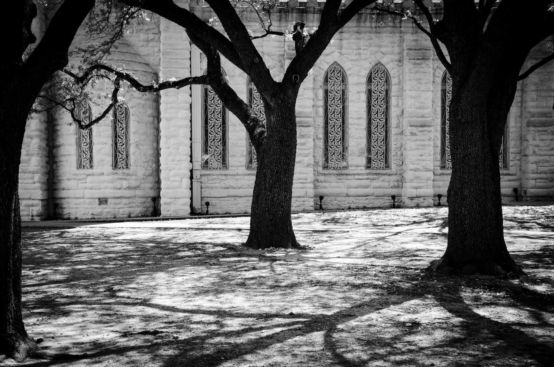Trees casting shadows in front of a light-colored church with ornate windows. The trees lean in like parishioners, shadows mingling on the stone floor of the earth. It’s not the building alone that sanctifies, but the way light and branches hold the space