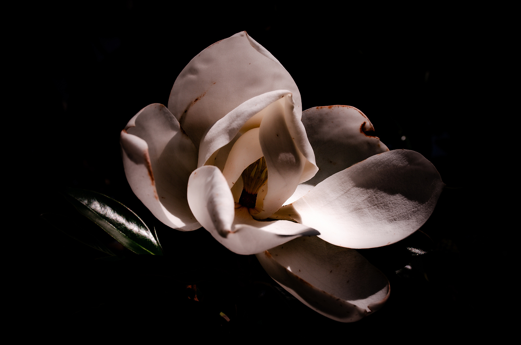 Petals loosen, grace giving way to gravity. There’s a quiet ache in the way beauty fades—slower than you expect, but always too soon.