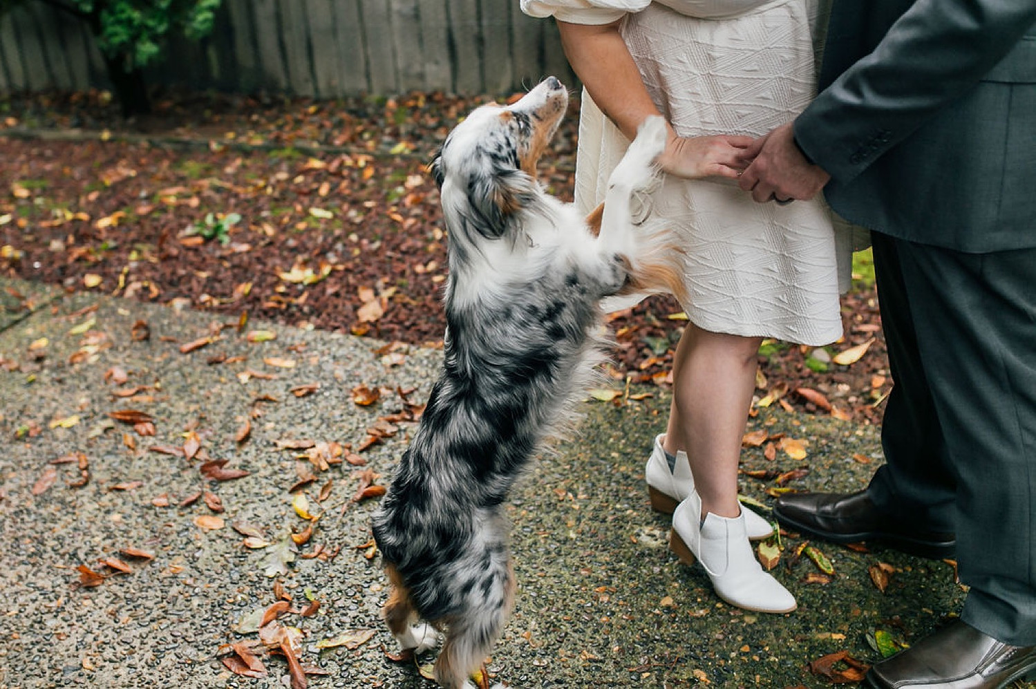 wedding dog